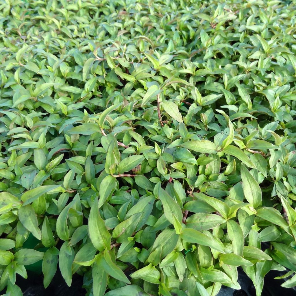 Coriandre Vietnamienne - Persicaria odorata en plants