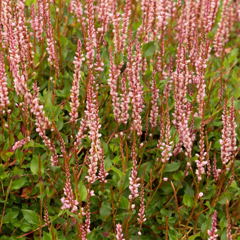 Renouée rampante - Persicaria vacciniifolia