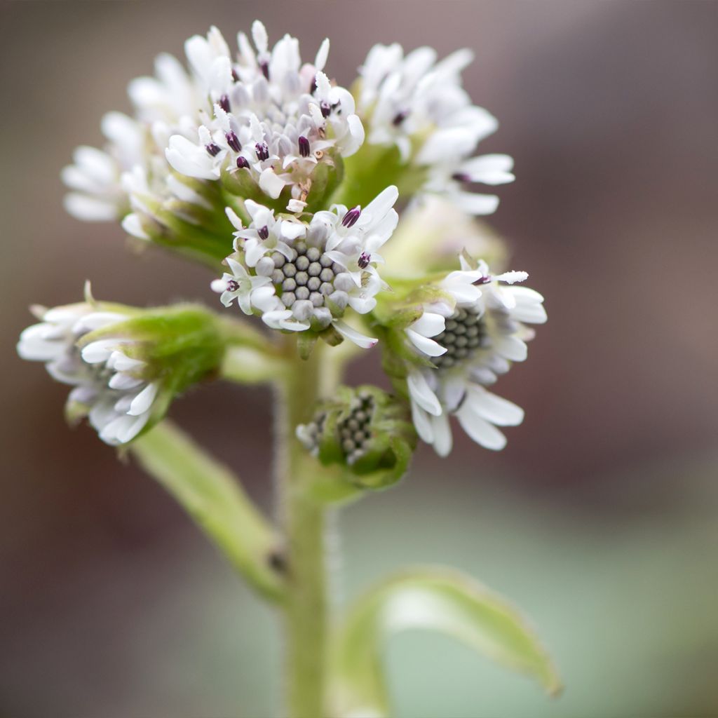 Petasites fragrans - Héliotrope d'hiver