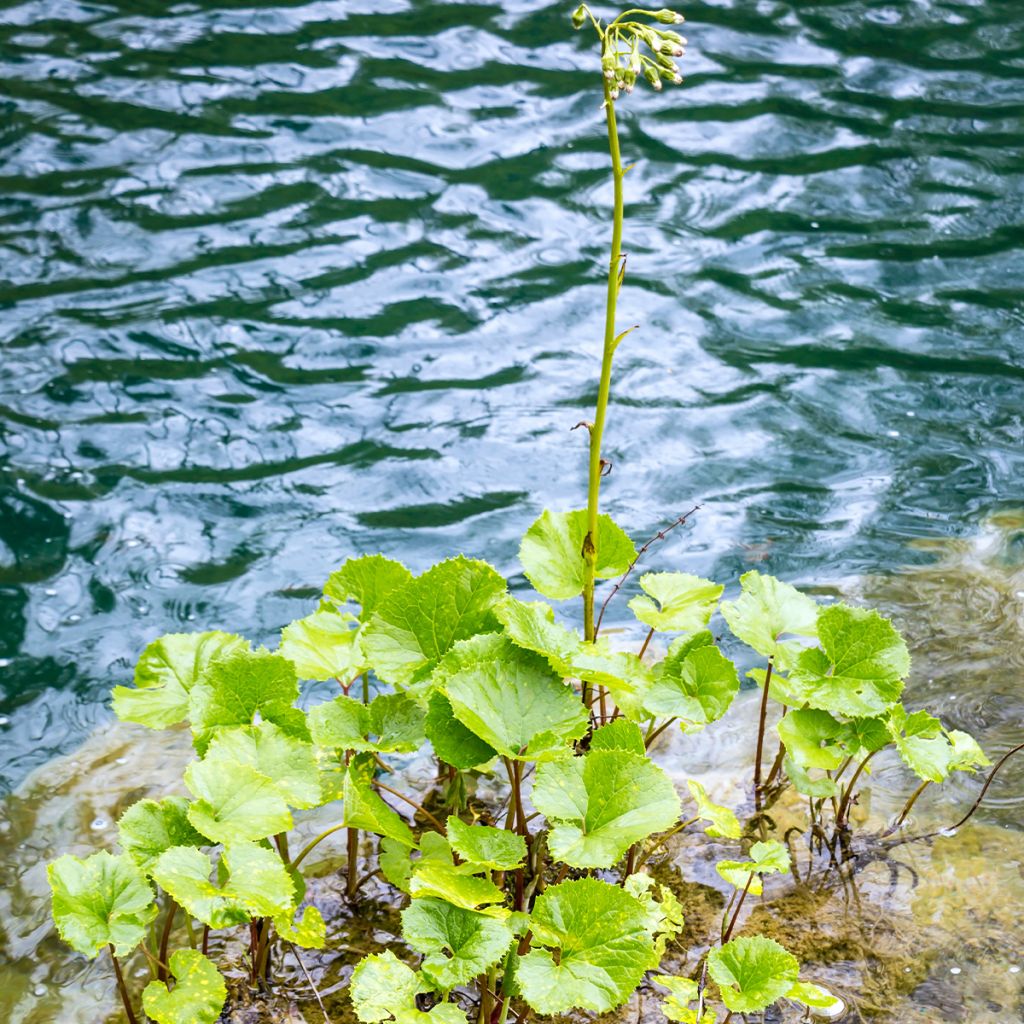 Petasites fragrans - Héliotrope d'hiver