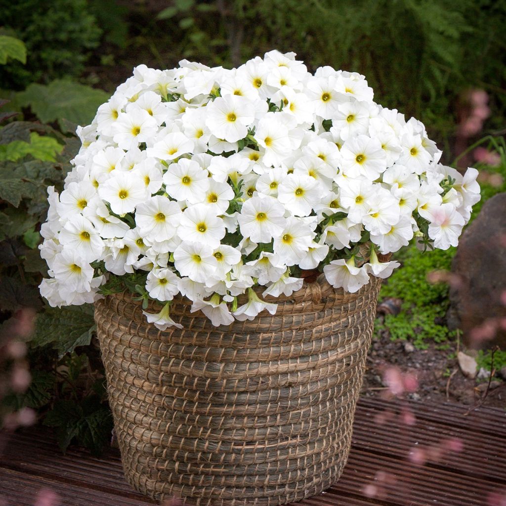 Pétunia BeautiCal Pearl White - Petchoa hybrida