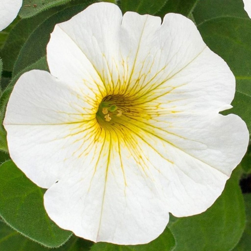Pétunia BeautiCal Pearl White - Petchoa hybrida