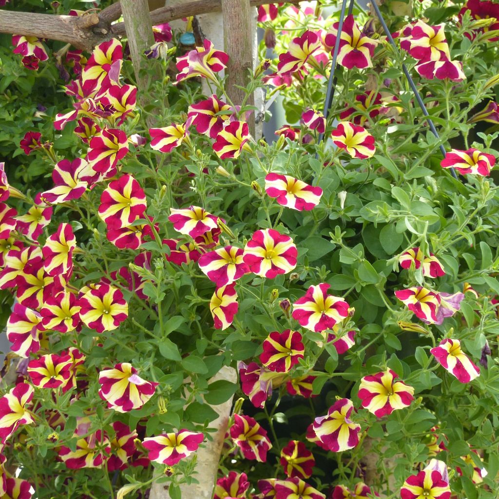 Petunia Amore Queen of Hearts