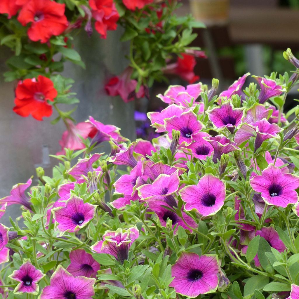 Petunia Buzz Purple Mini-mottes