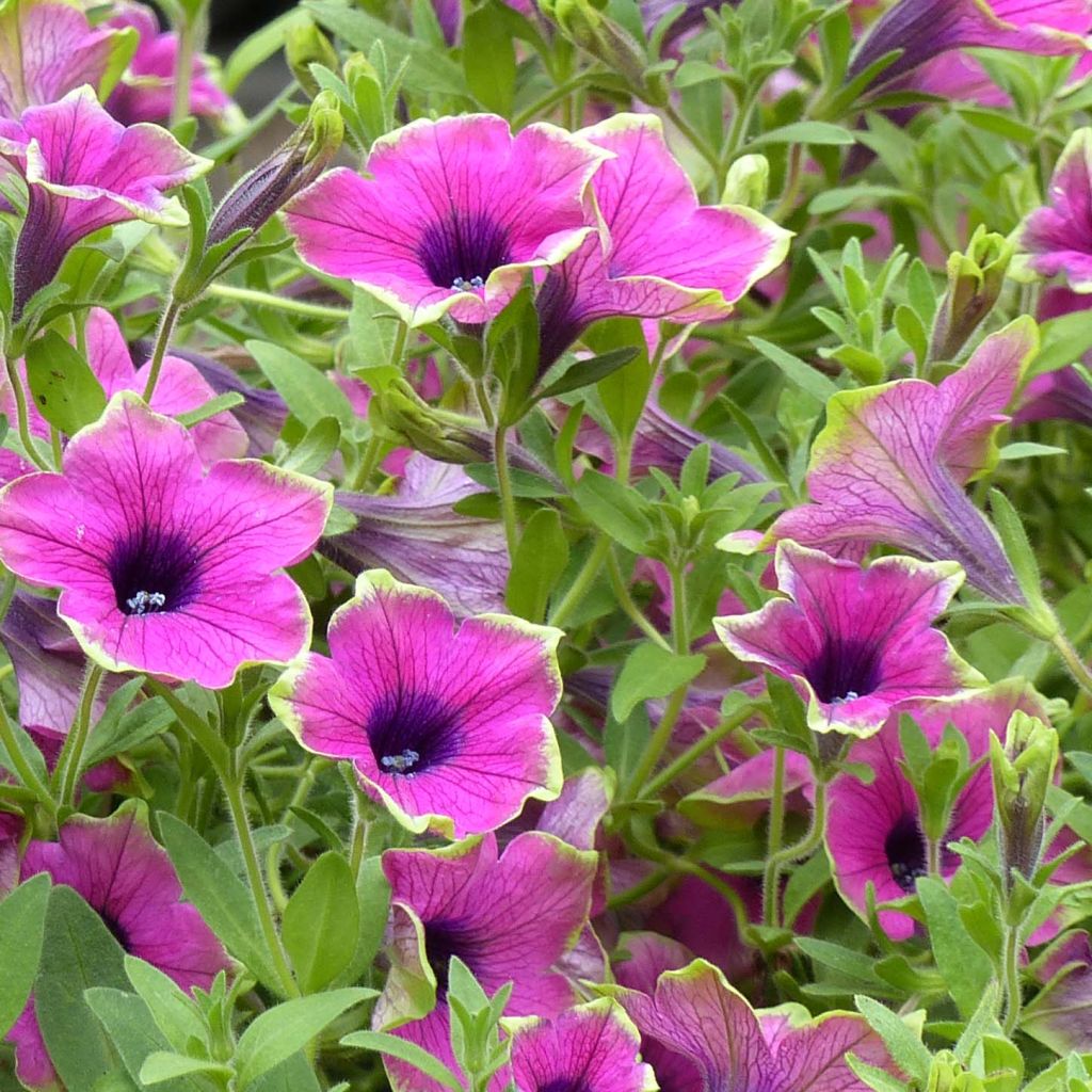 Petunia Buzz Purple Mini-mottes
