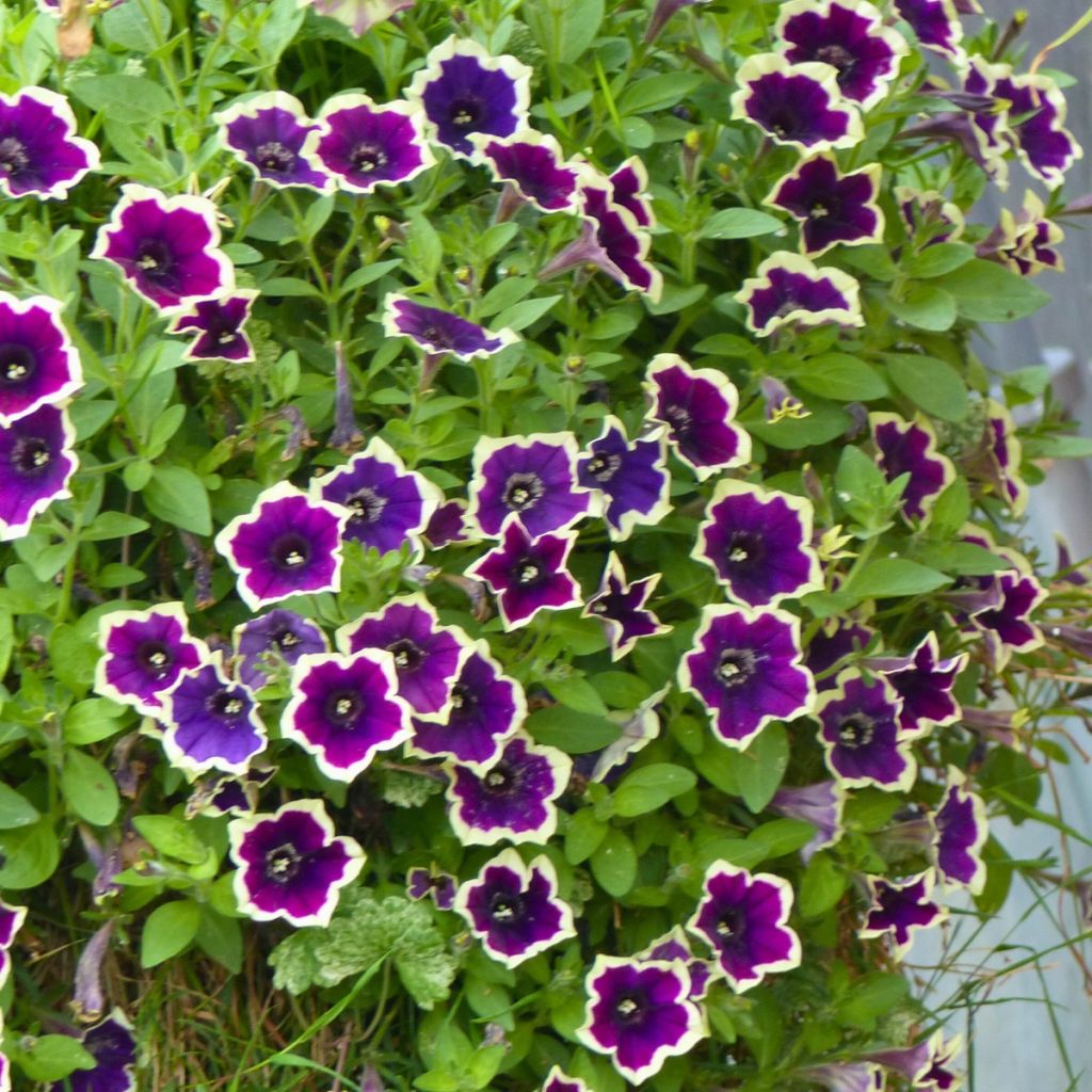 Pétunia Cascadias Rim Magenta