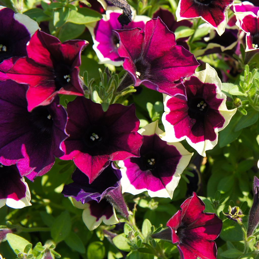 Pétunia Cascadias Rim Magenta