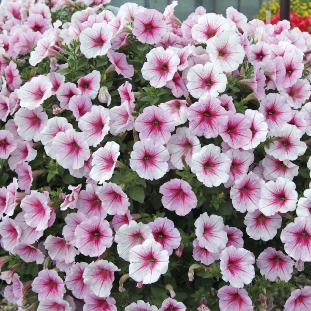 Pétunia Sunpleasure Patio Cherry Vein