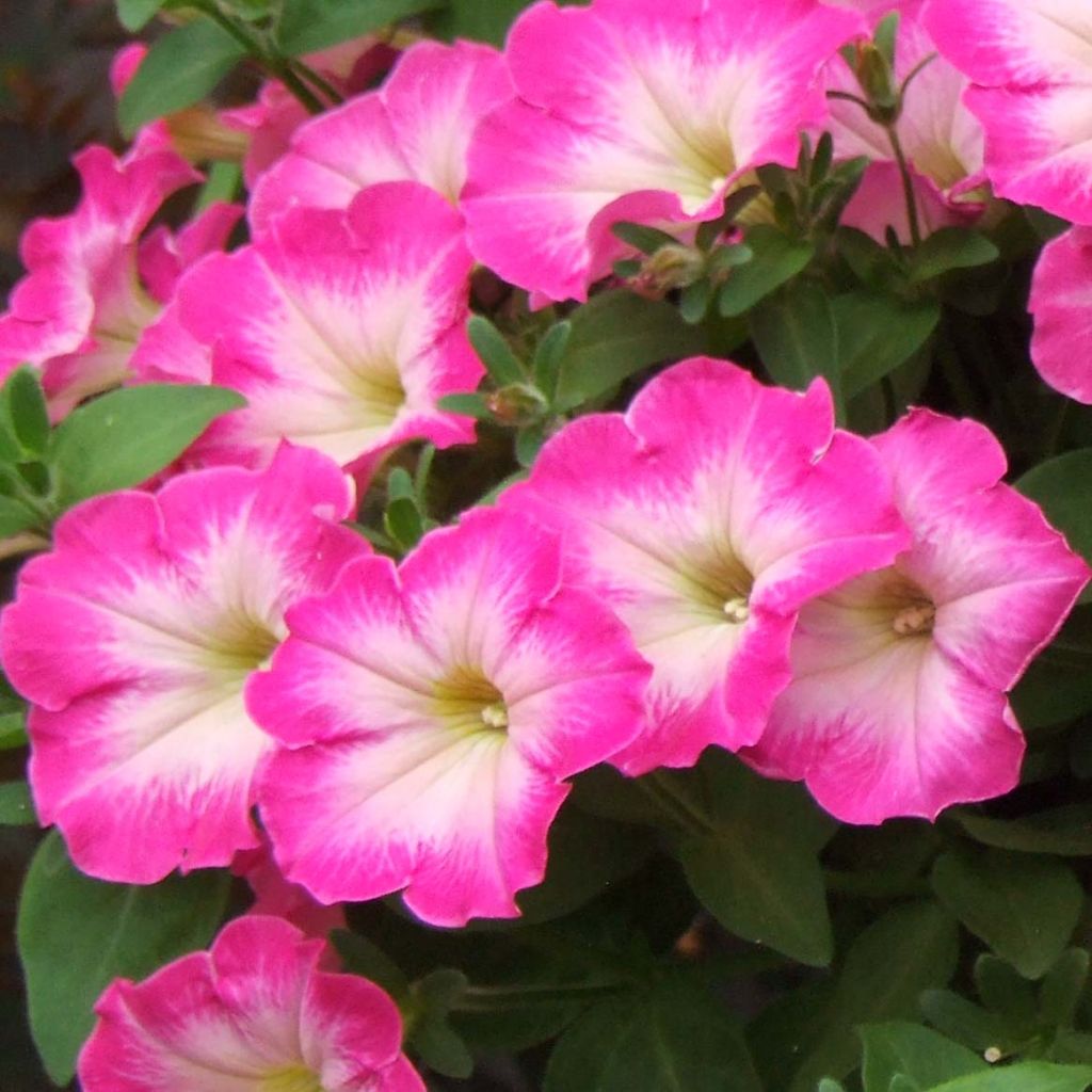 Petunia Corona Rose Rim - Pétunia retombant