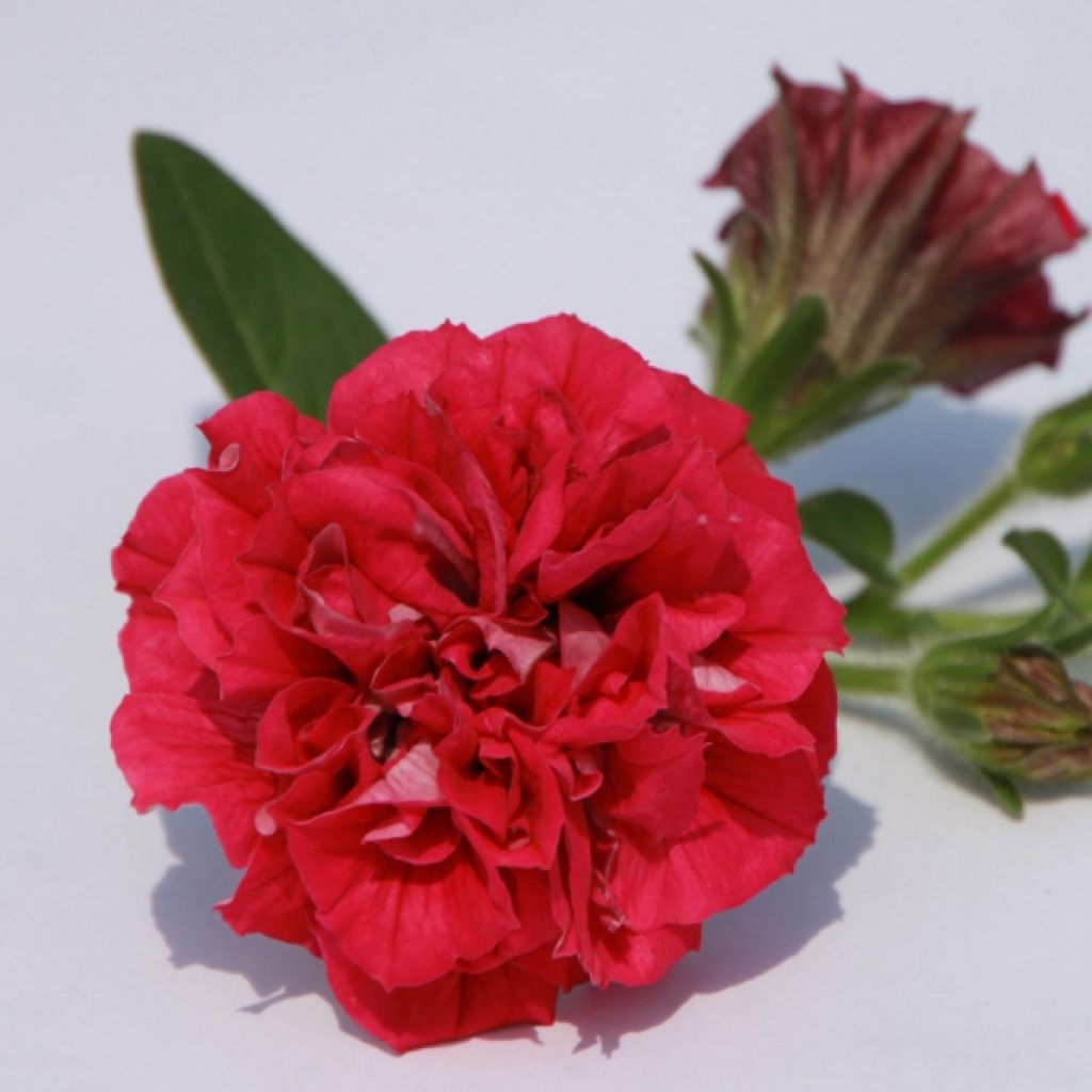 Petunia Colour Bells Deep Pink Bell