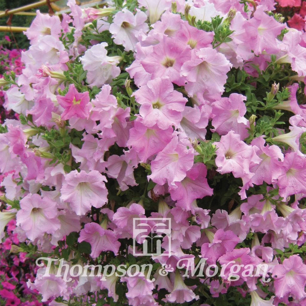 Petunia Diamond Pearly Shades F1 Hybrid 