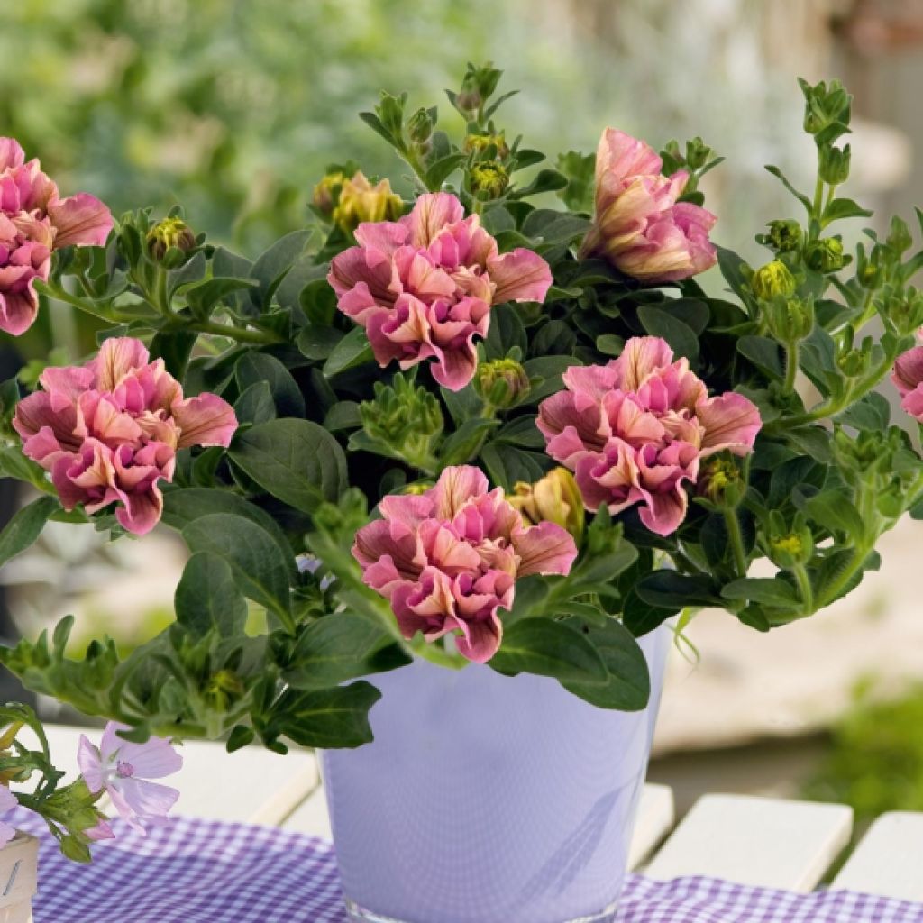 Petunia Colour Bells Light Rose Bell