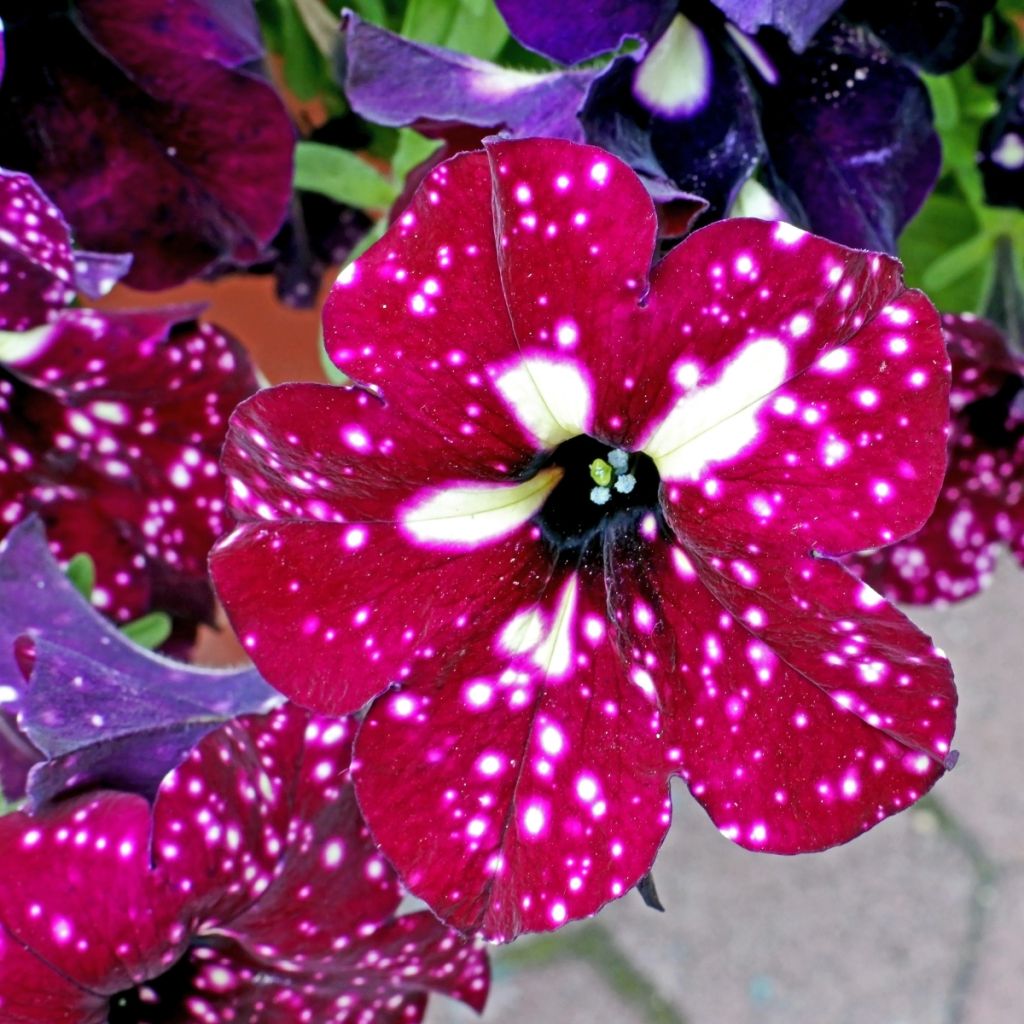 Pétunia Lightning Sky