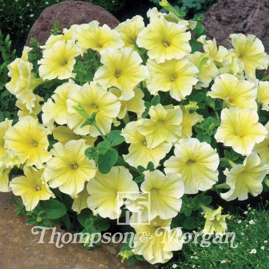 Petunia Grandiflora Limoncello F1 Hybrid 