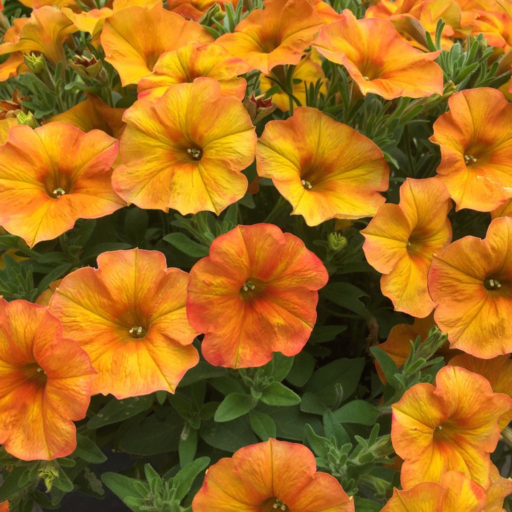 Petunia BeautiCal Sunset Orange - Petchoa hybrida