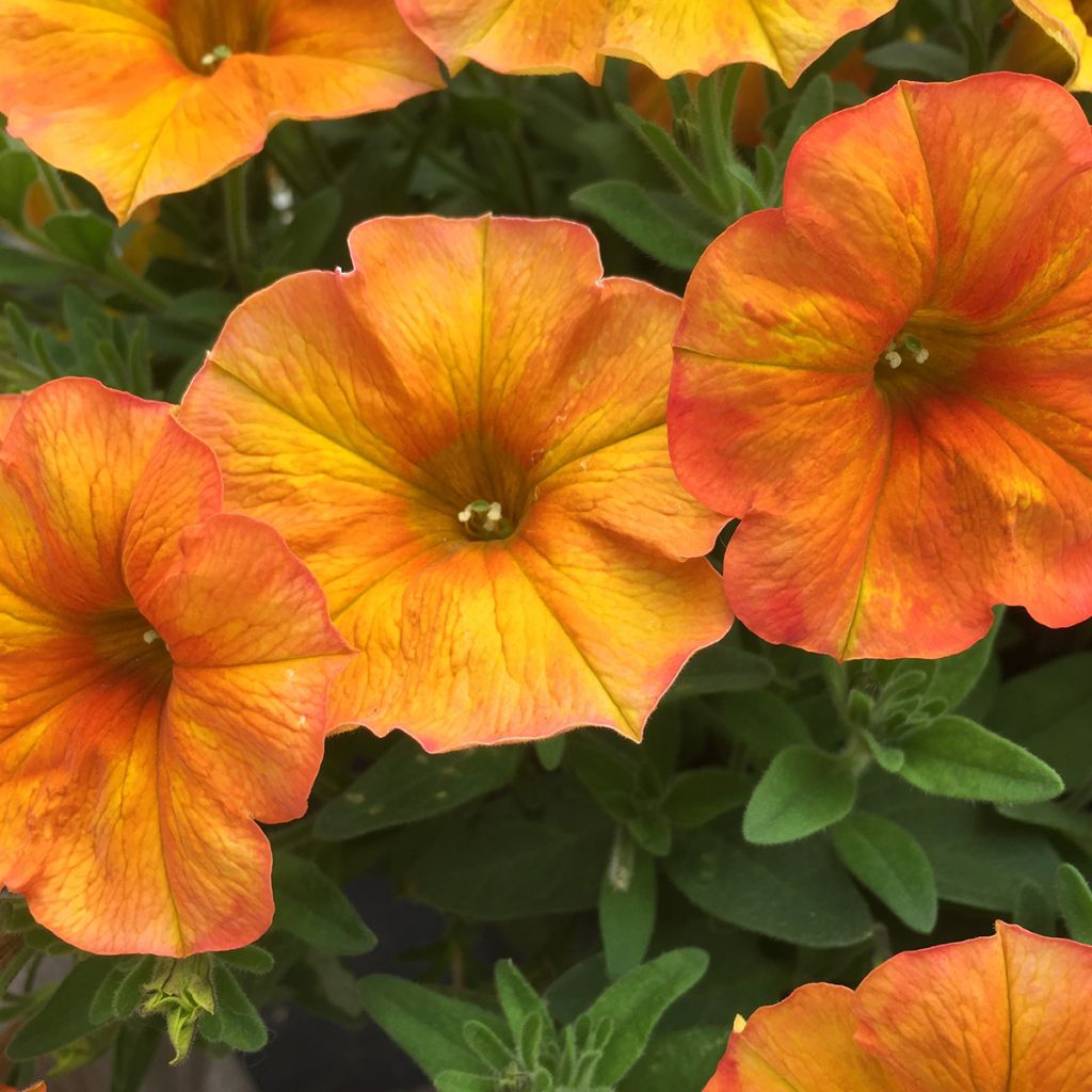 Petunia BeautiCal Sunset Orange - Petchoa hybrida