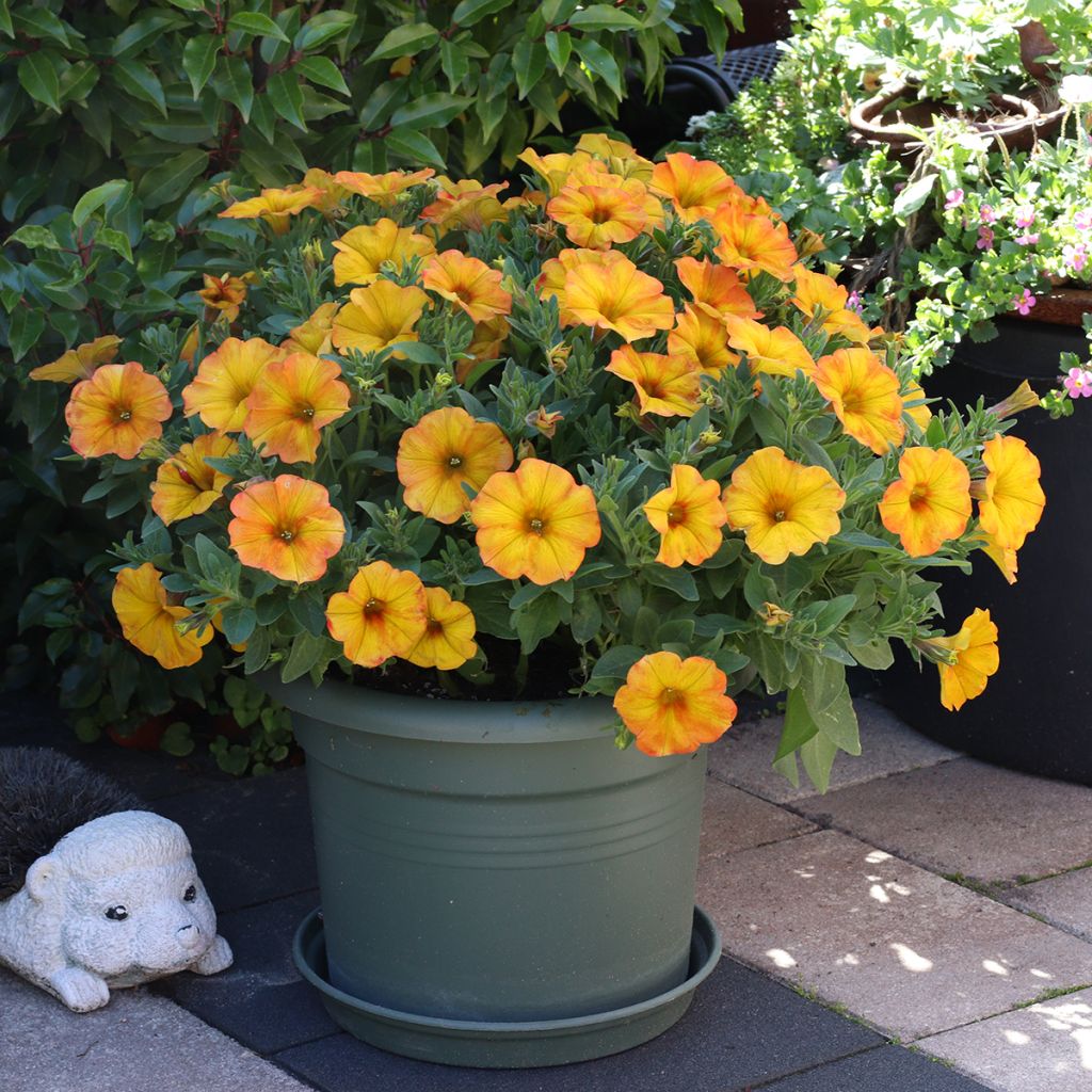 Petunia BeautiCal Sunset Orange - Petchoa hybrida