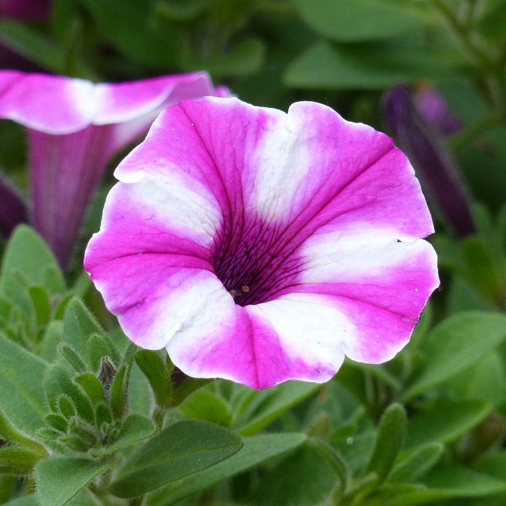 Petunia Raspberry Star