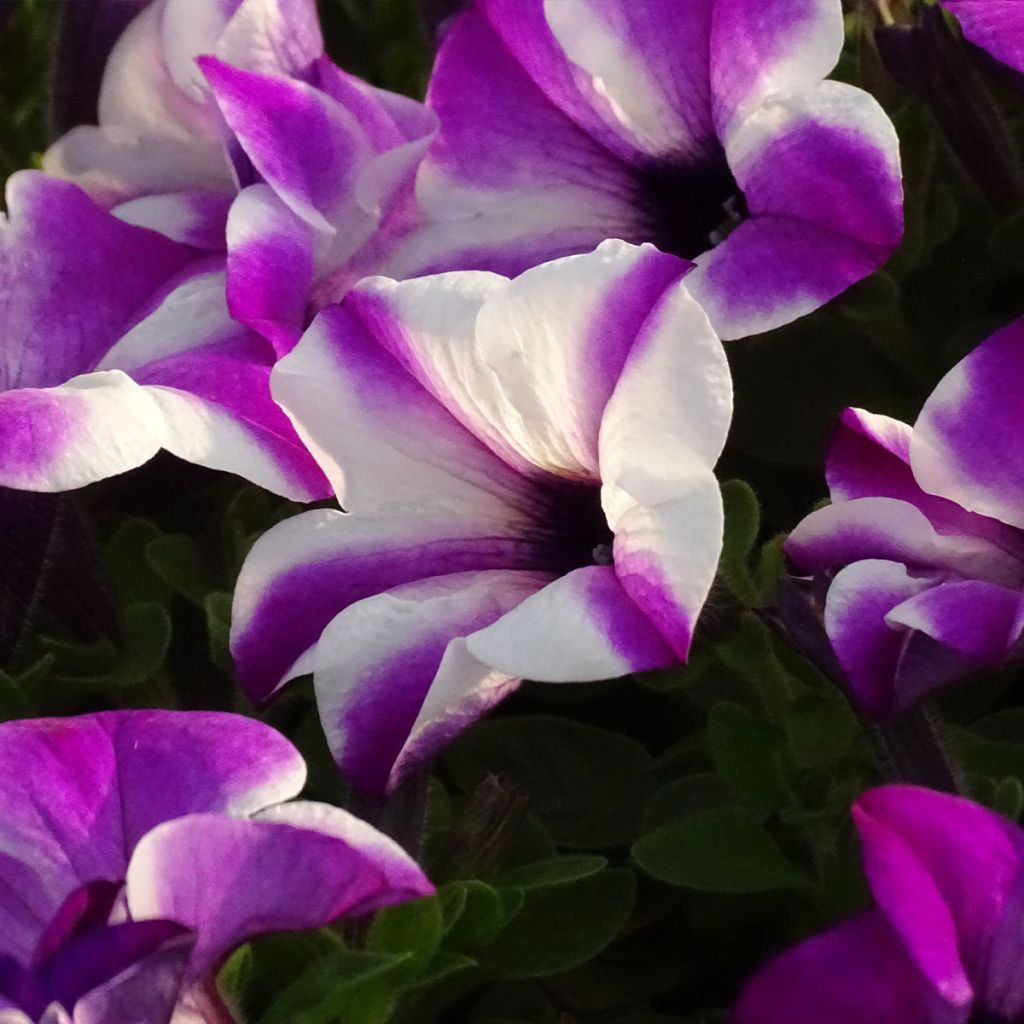 Petunia Red Carpet Orchid Frost