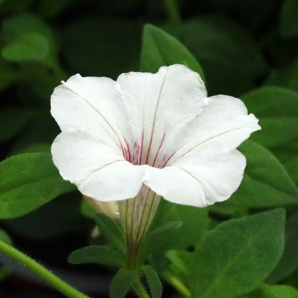 Pétunia Supertunia Vista® Silverberry