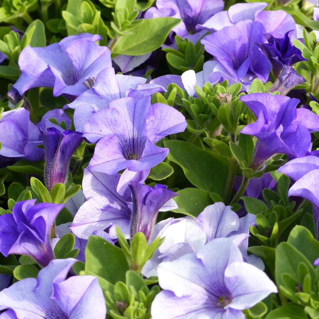 Petunia Surfinia Heavenly Blue Mini-mottes