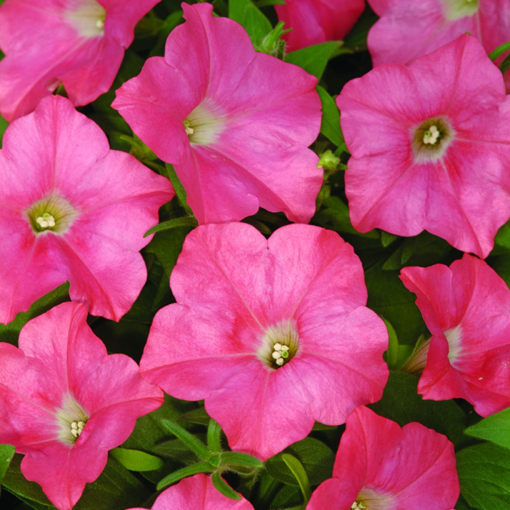 Graines de Pétunia Pétunia Easy Wave F1 Coral Reef 