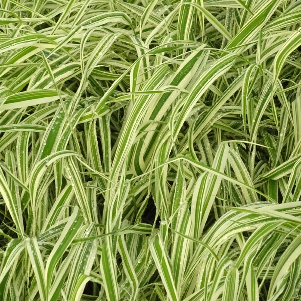 Phalaris arundinacea Picta - Alpiste faux-roseau