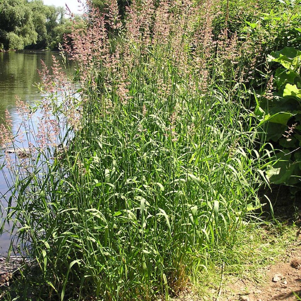 Phalaris arundinacea - Alpiste faux-roseau 