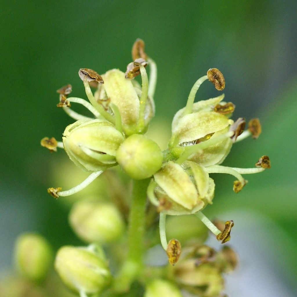 Phellodendron amurense - Arbre au liège de l'Amour