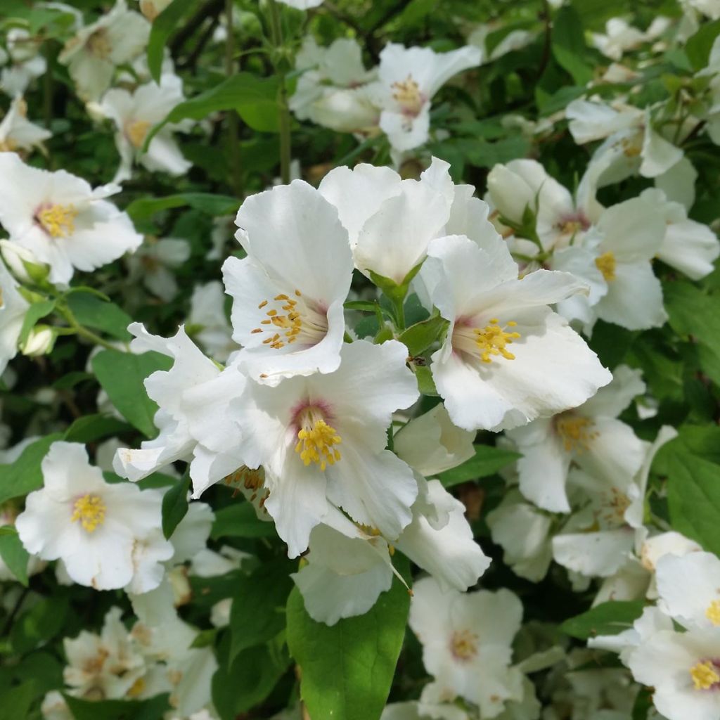 Philadelphus Belle Etoile - Seringat blanc tacheté de pourpre