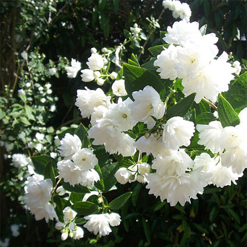 Philadelphus Frosty Morn - Seringat