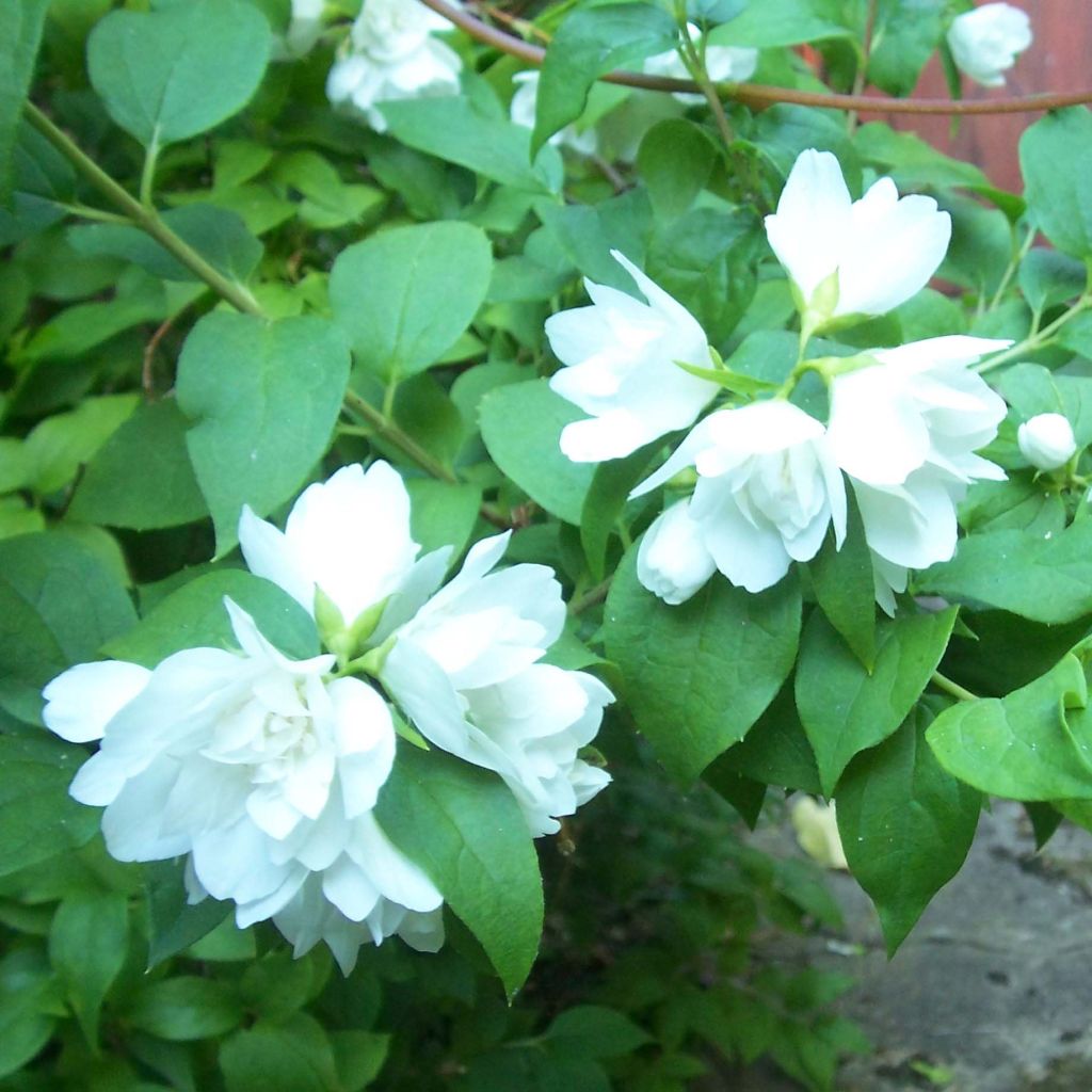 Philadelphus Manteau d'Hermine - Seringat.