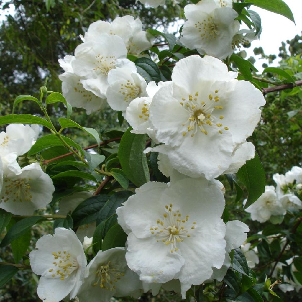 Philadelphus Virginal - Seringa Virginal