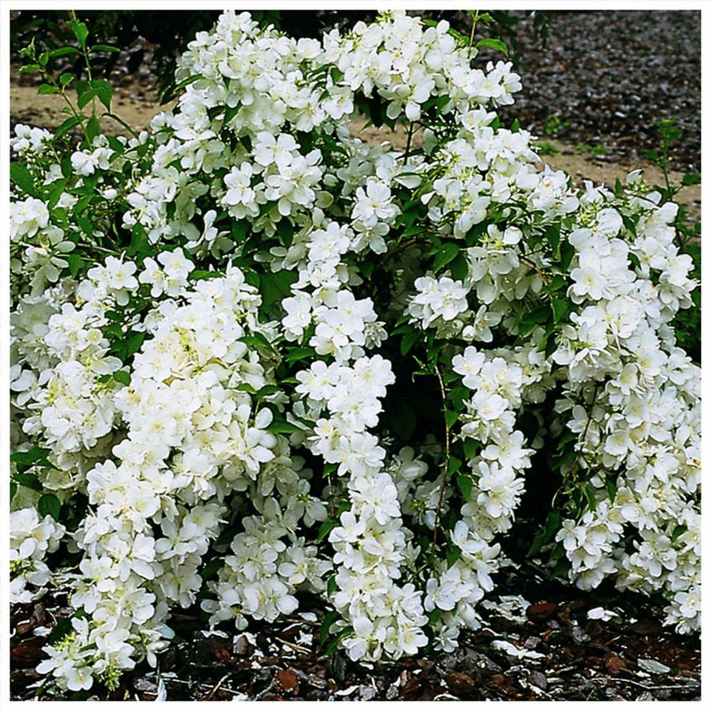 Philadelphus White Rock (Pekphil) - Seringat