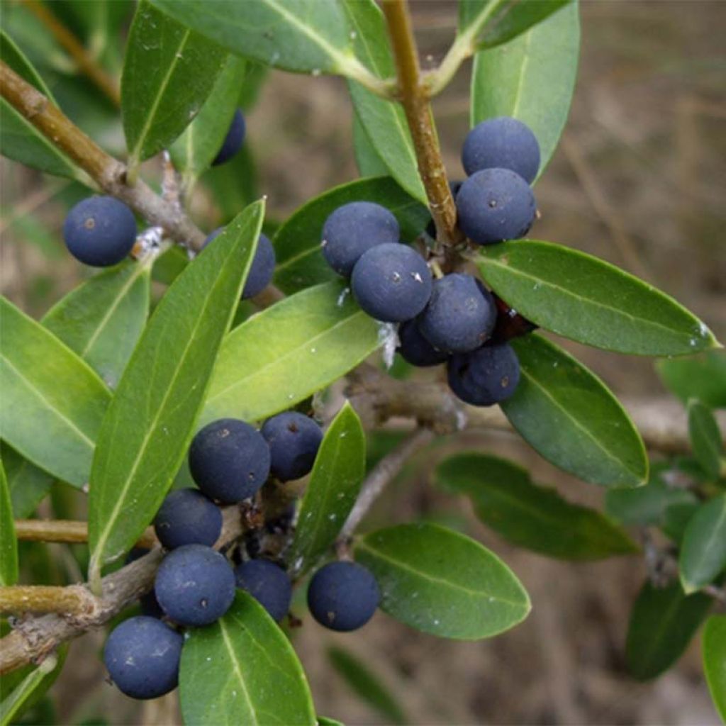 Phillyrea angustifolia - Filaire à feuilles étroites