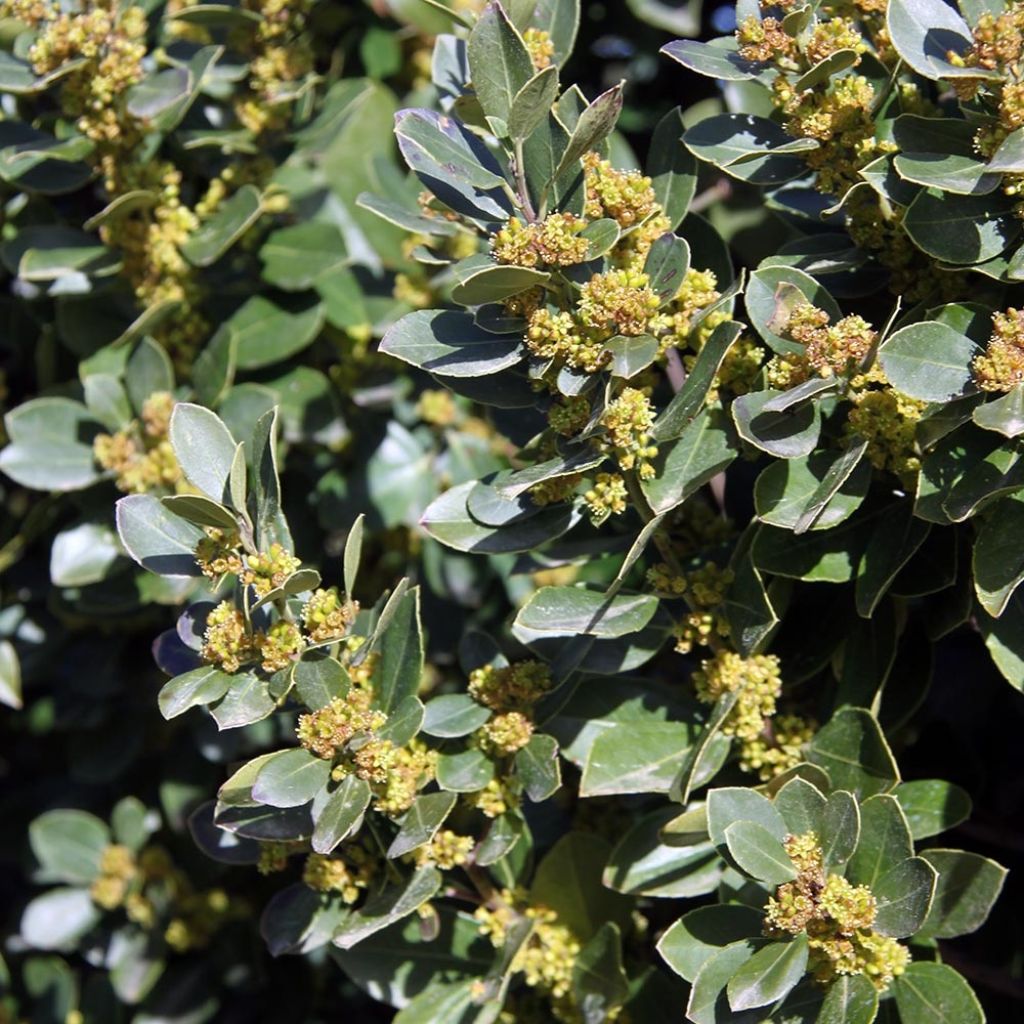 Phillyrea angustifolia - Filaire à feuilles étroites