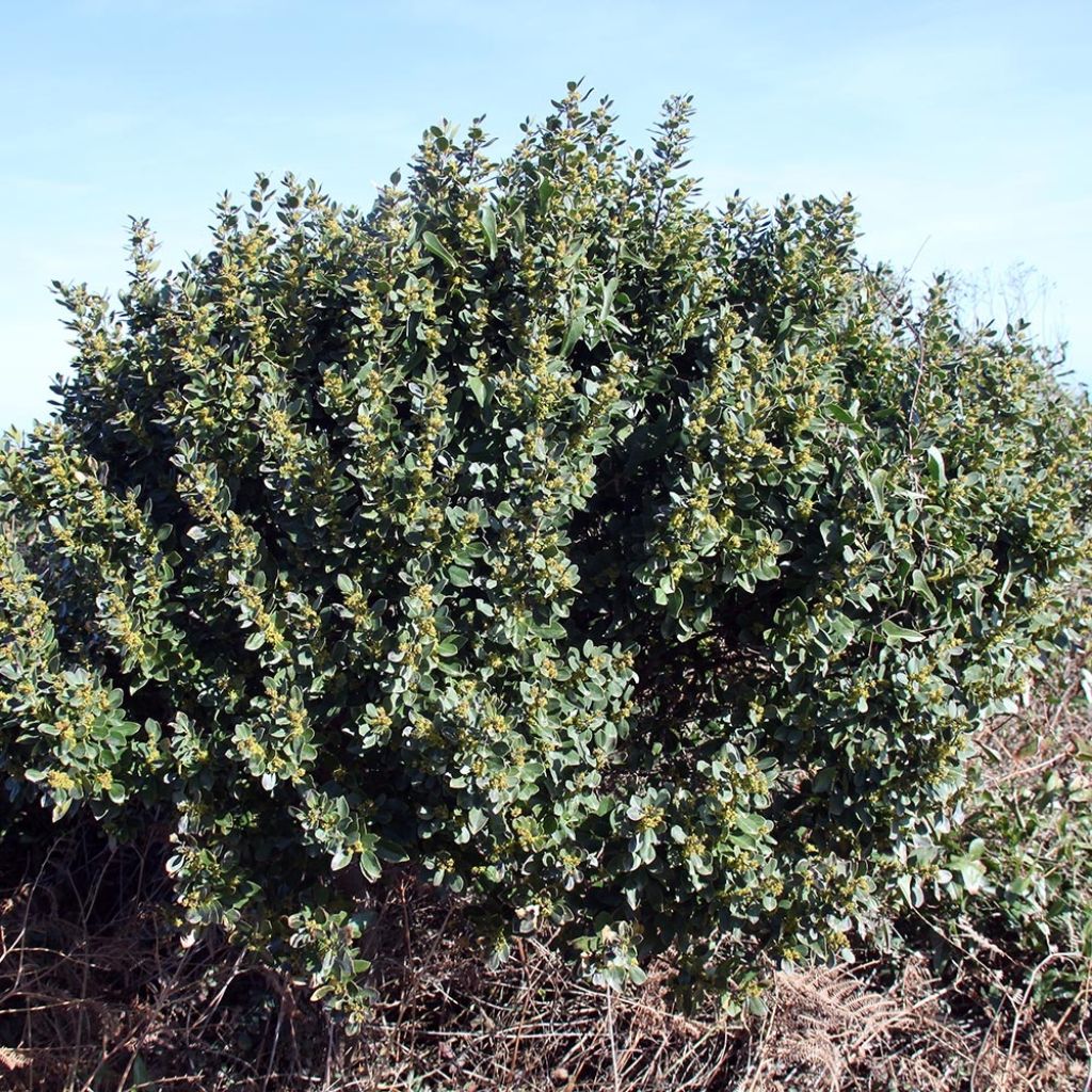 Phillyrea angustifolia - Filaire à feuilles étroites