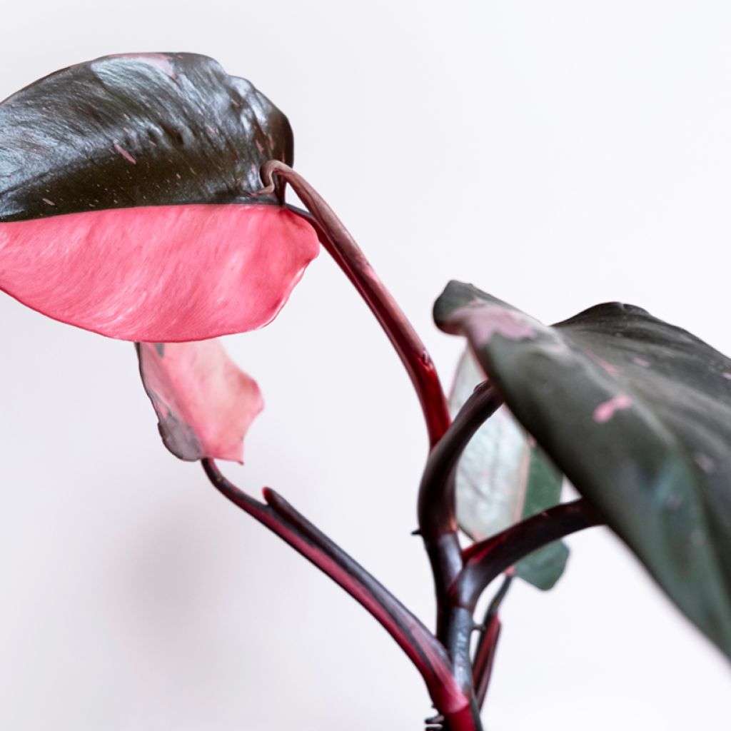 Philodendron Pink Marble