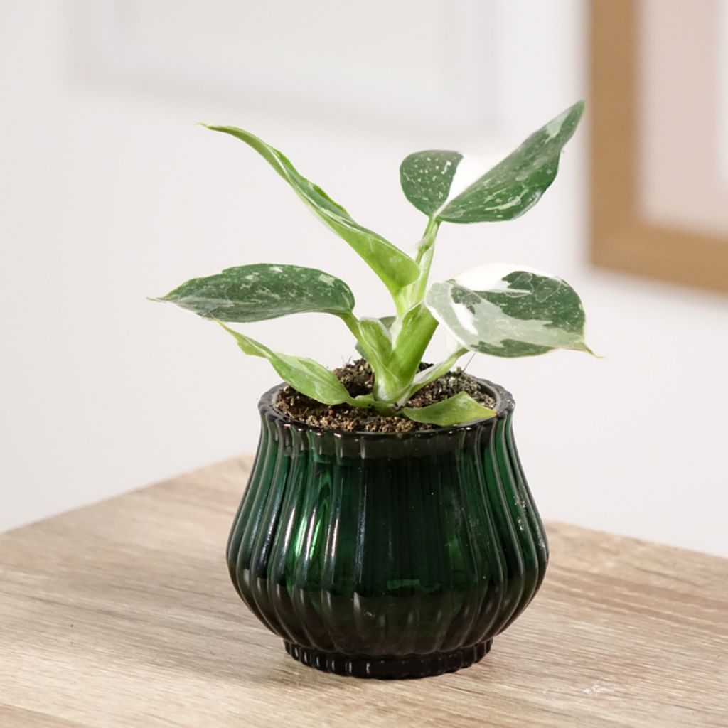 Philodendron White Wizard