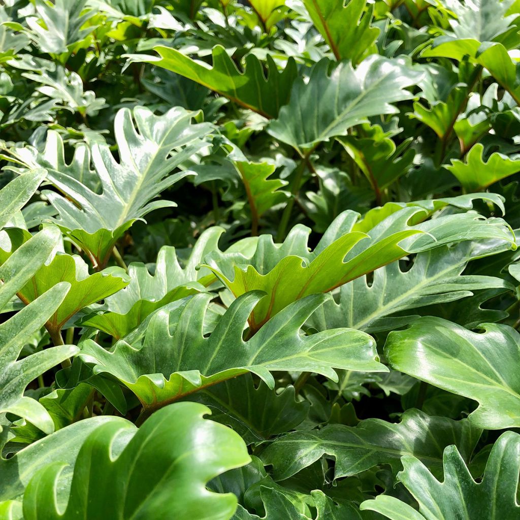 Philodendron xanadu - Thaumatophyllum