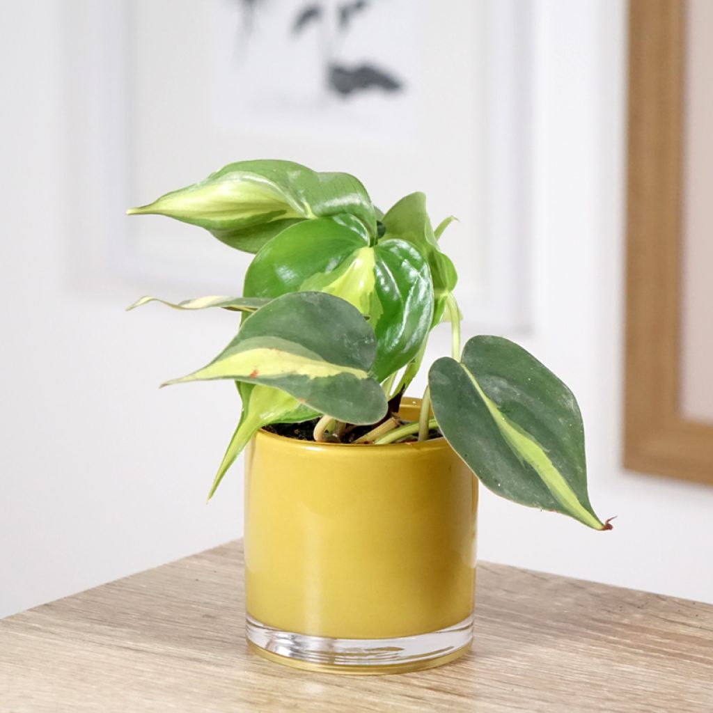 Philodendron scandens Brasil