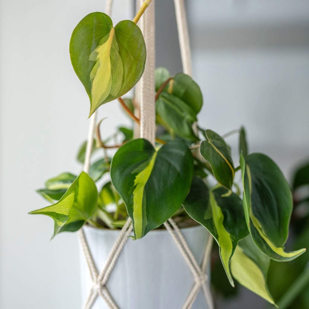 Philodendron scandens Brasil