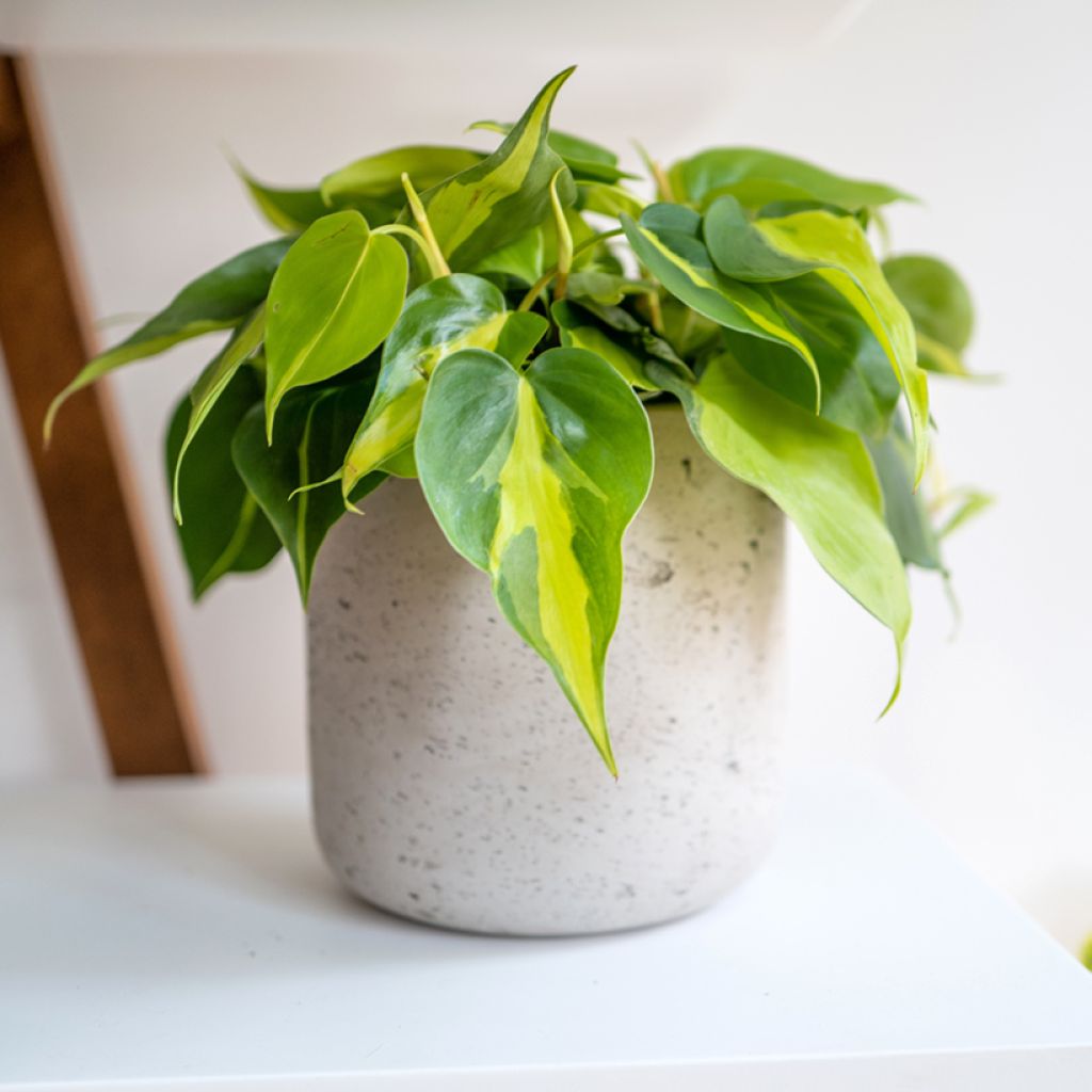 Philodendron scandens Brasil