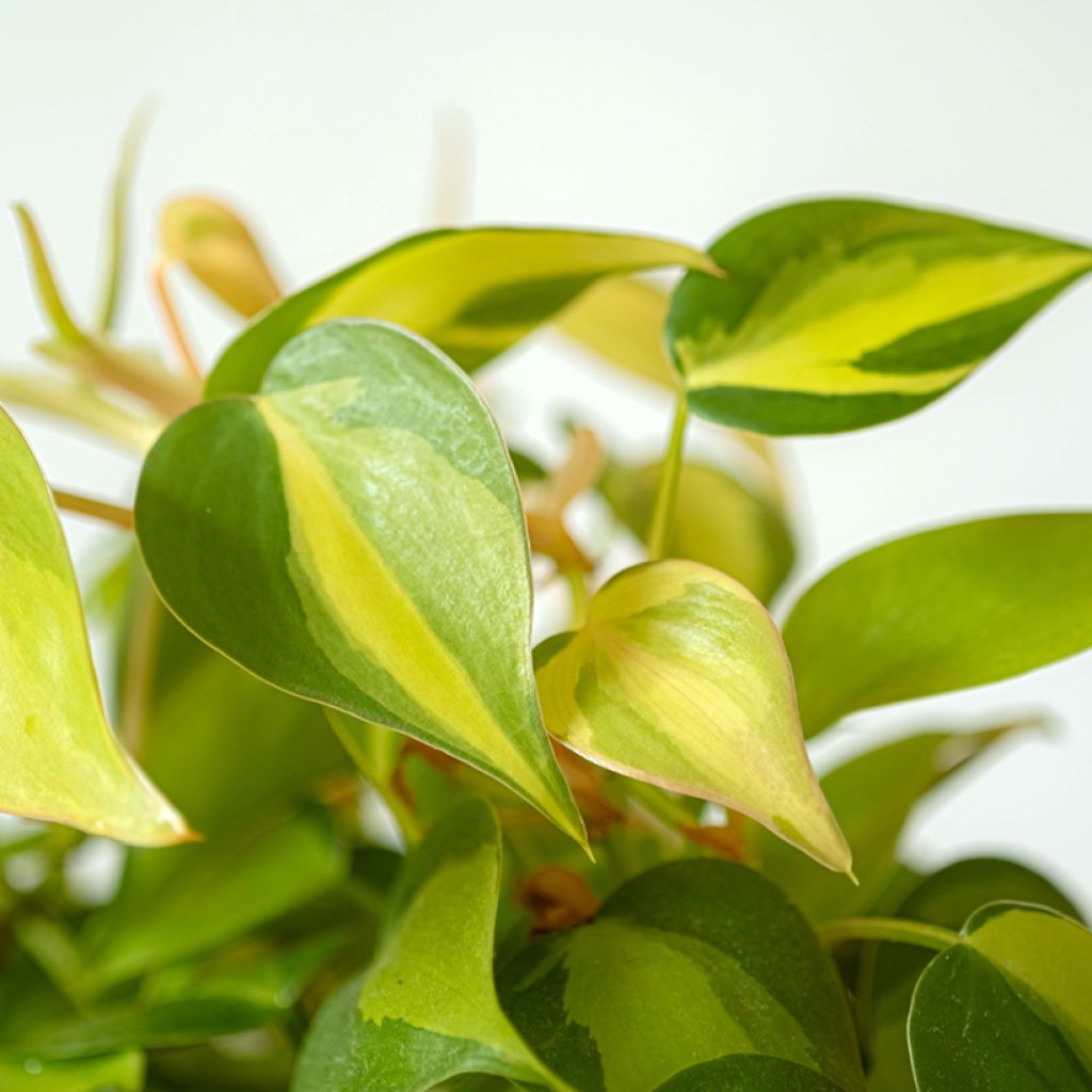 Philodendron scandens Brasil