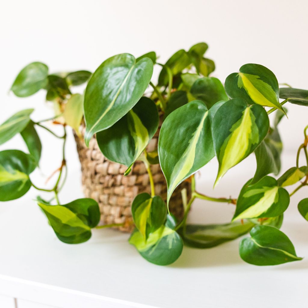 Philodendron scandens Brasil
