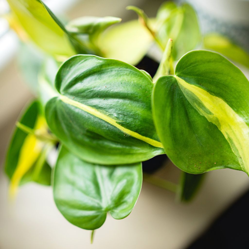 Philodendron scandens Brasil