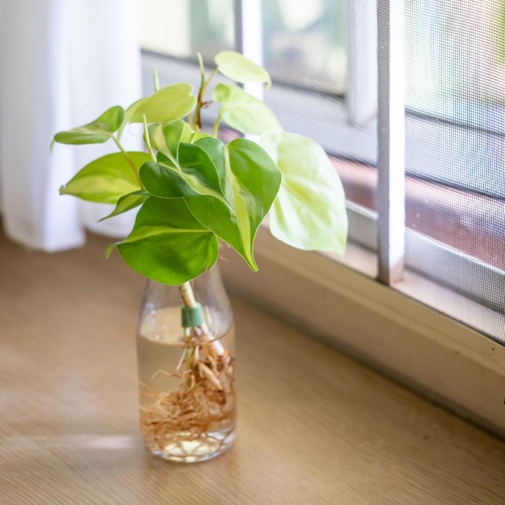 Philodendron scandens Brasil