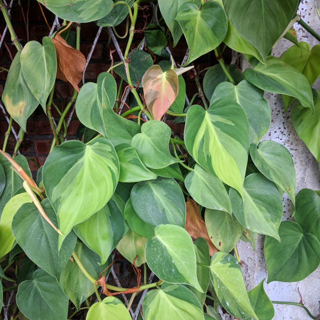 Philodendron scandens Brasil