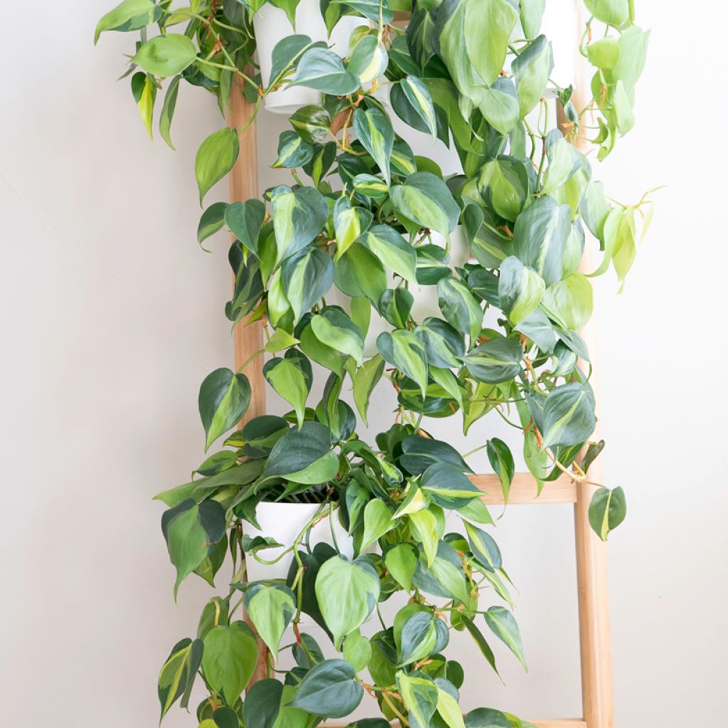 Philodendron scandens Brasil