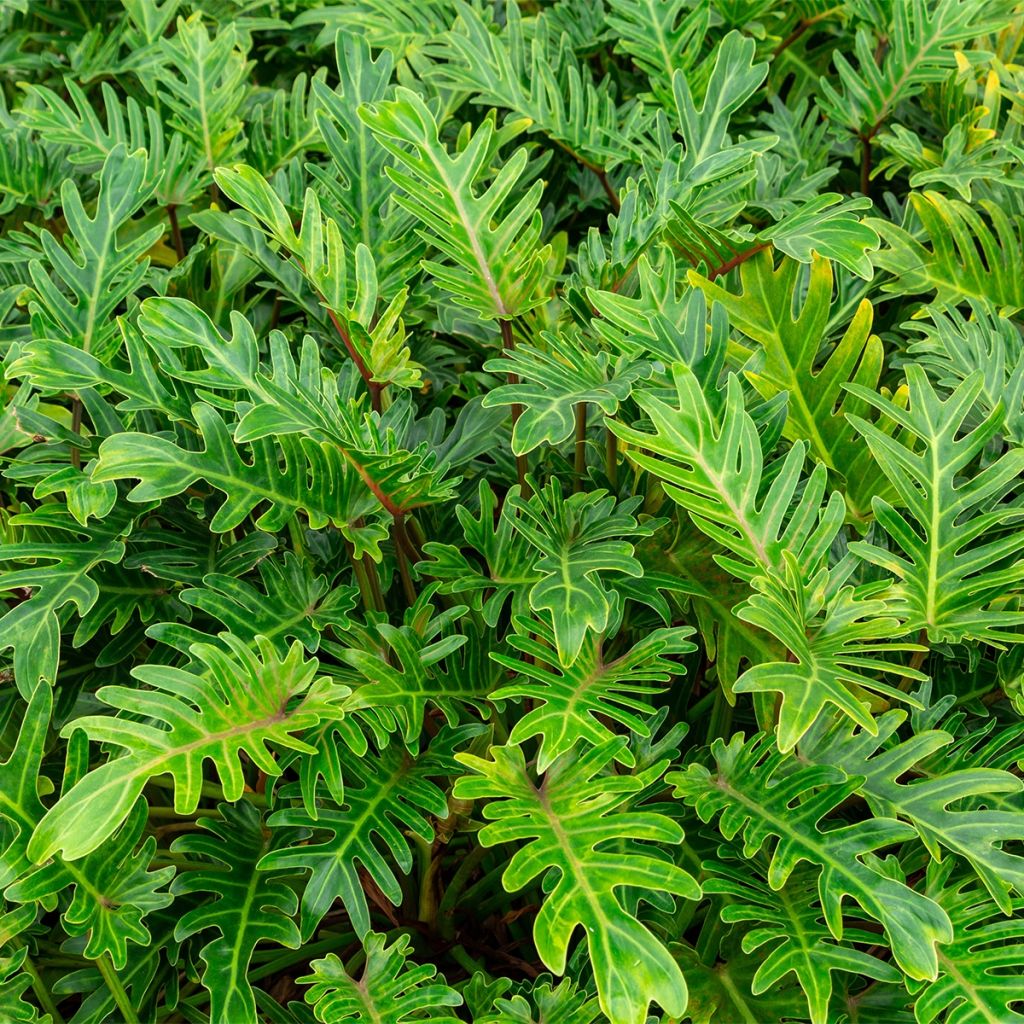 Philodendron xanadu - Thaumatophyllum xanadu